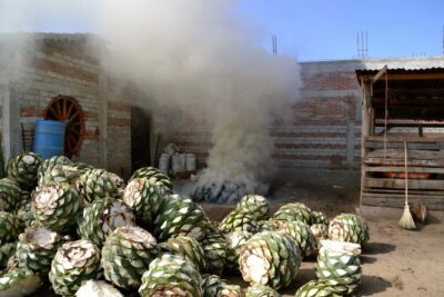 agave plants on floor with smoke in the background
