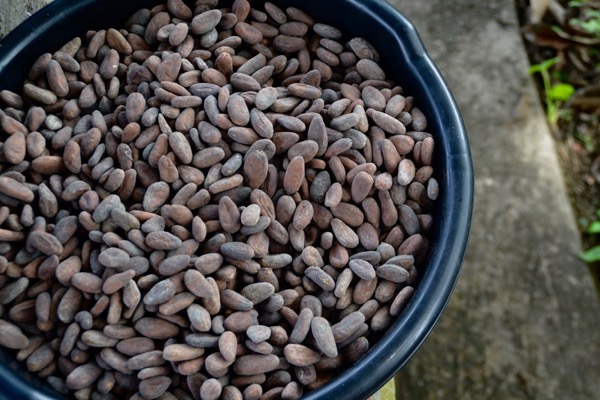 roasted cacao in bowl