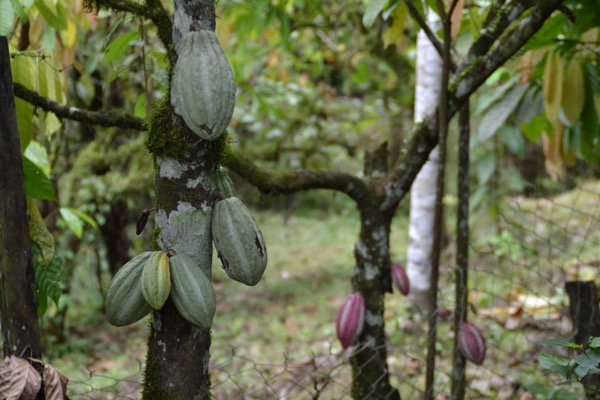 cacao on tree