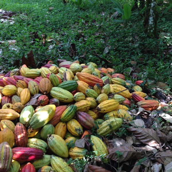 cacao fruits of different colors on the ground