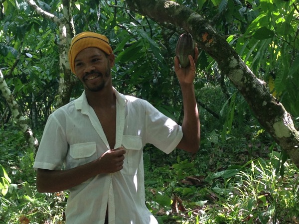 man holding a cacao pod on a tree