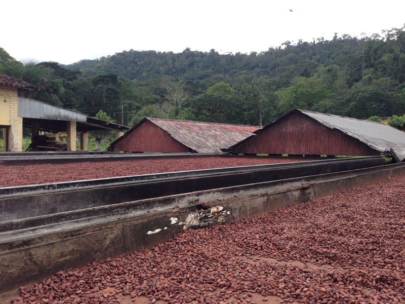 cocoa beans on drying beds
