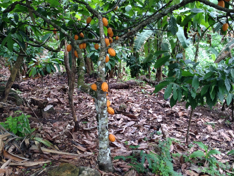 cocoa pods on a tree