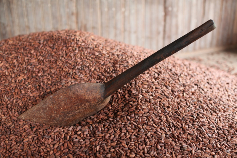 cocoa bean storage