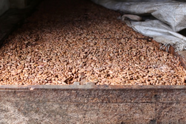 cacao bean fermenting in wooden box