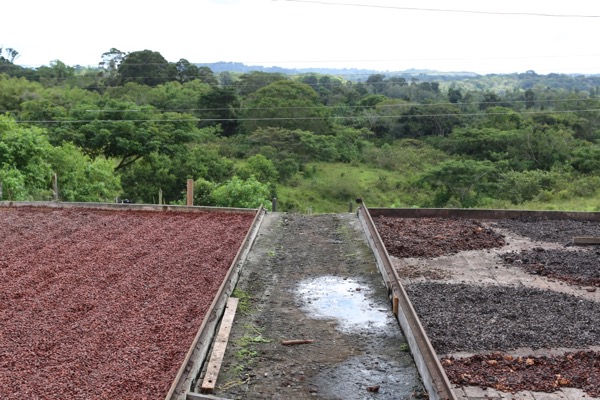quality cocoa beans separated from low quality cocoa beans