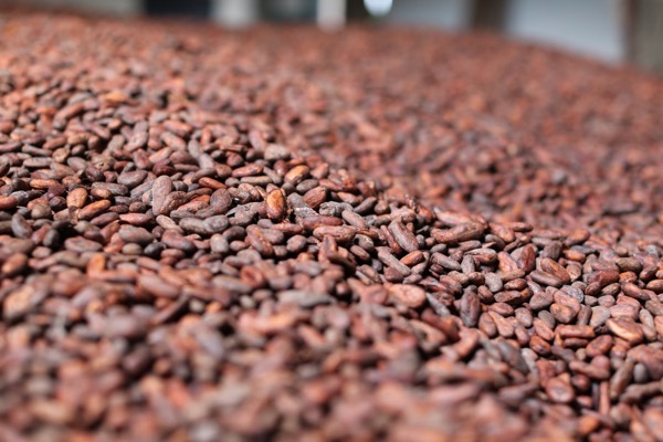 dried cocoa beans in a pile