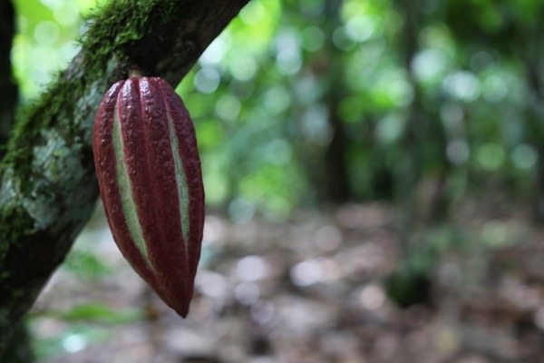 burgandy cacao pod on a tree