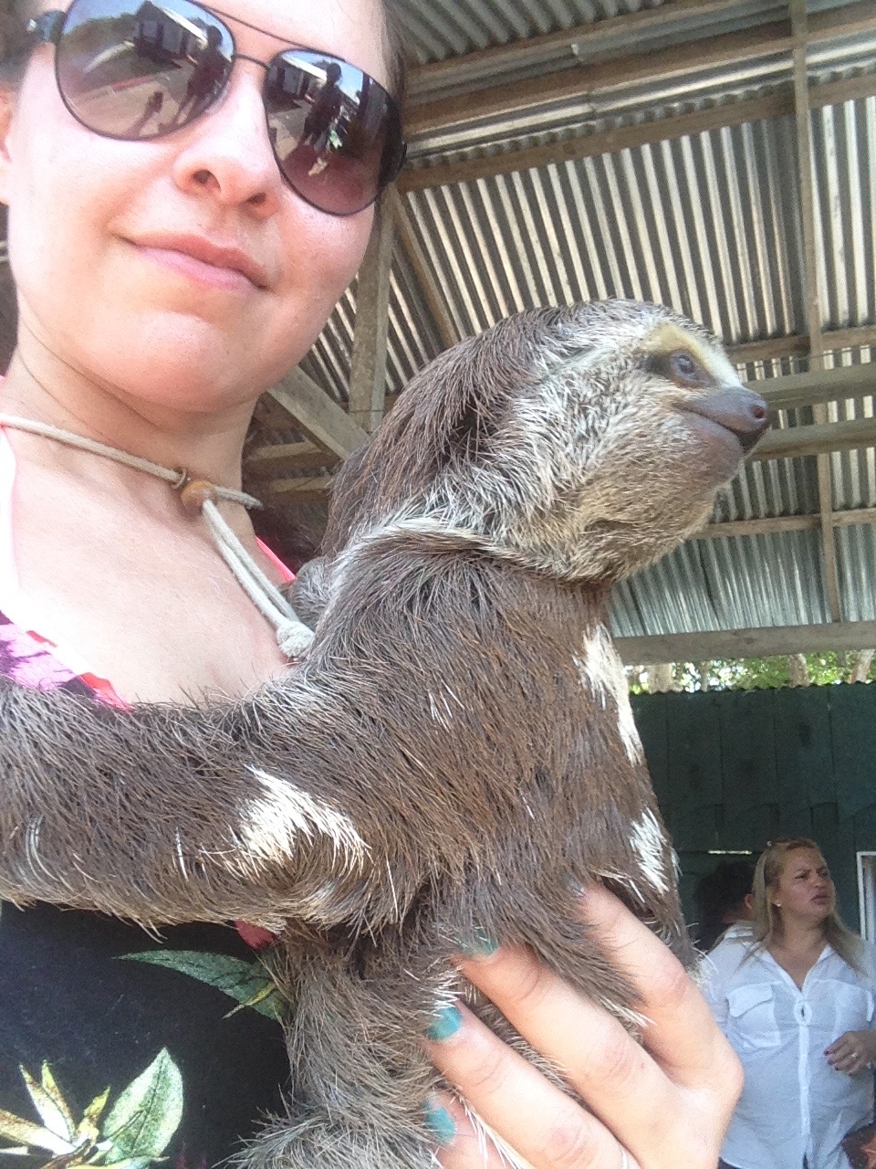 sloth in the amazon
