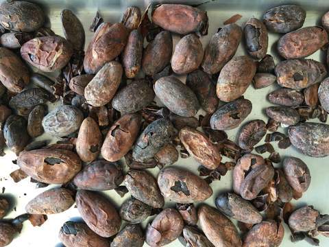 defective cacao beans