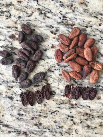 cacao beans from the sack