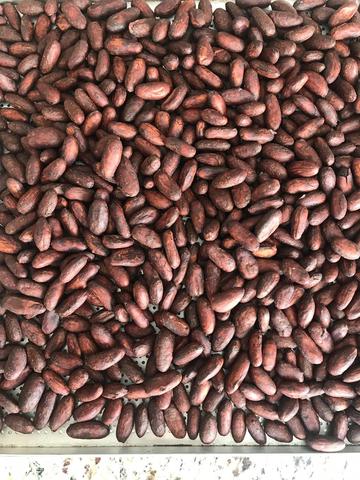 perfect cocoa beans, clean cocoa beans