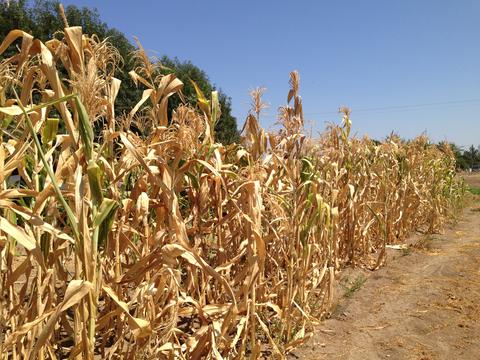 dried corn stalks