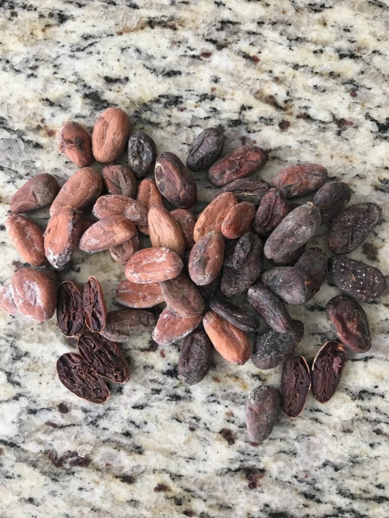 cacao beans with external mold