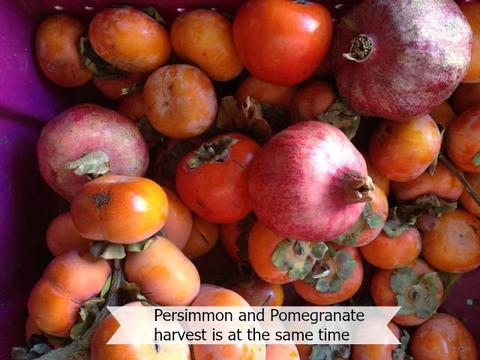 persimmons and pomegranates in a bucket